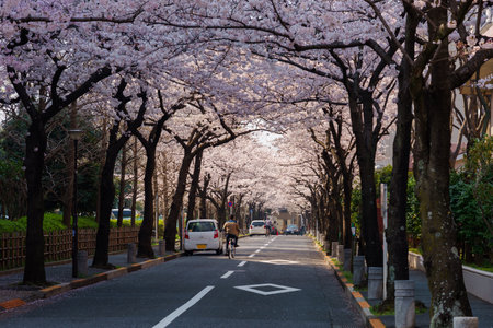 Cherry blossoms in Japan, Tokyoの写真素材