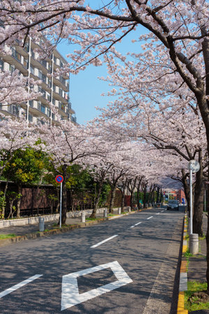 Cherry blossoms in Japan, Tokyoの写真素材