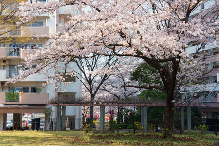 Cherry blossoms in Japan, Tokyoの写真素材