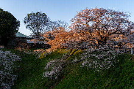 Cherry blossoms in Japan, Tokyoの写真素材