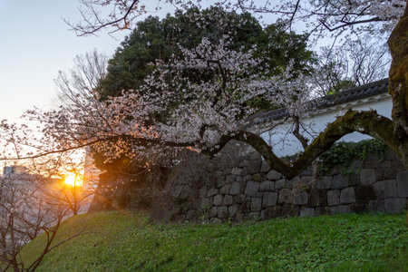 Cherry blossoms in Japan, Tokyoの写真素材