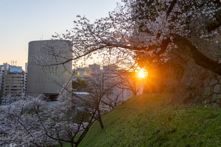 Cherry blossoms in Japan, Tokyoの写真素材