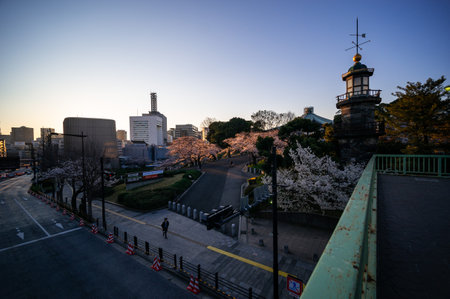Cherry blossoms in Japan, Tokyoの写真素材