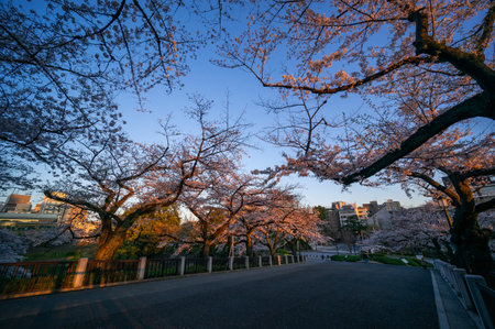 Cherry blossoms in Japan, Tokyoの写真素材