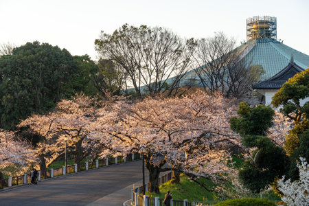 Cherry blossoms in Japan, Tokyoの写真素材