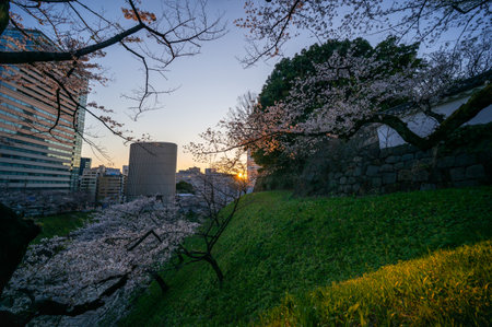 Cherry blossoms in Japan, Tokyoの写真素材