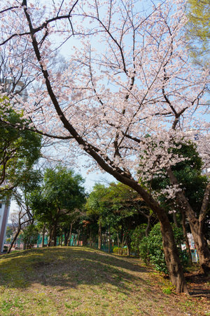 Cherry blossoms in Japan, Tokyoの写真素材