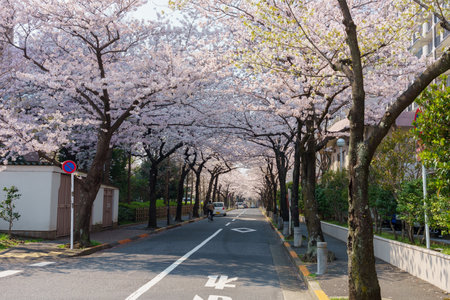 Cherry blossoms in Japan, Tokyoの写真素材