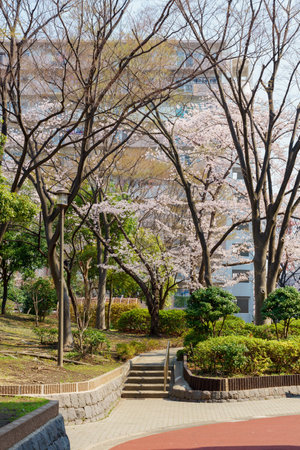 Cherry blossoms in Japan, Tokyoの写真素材