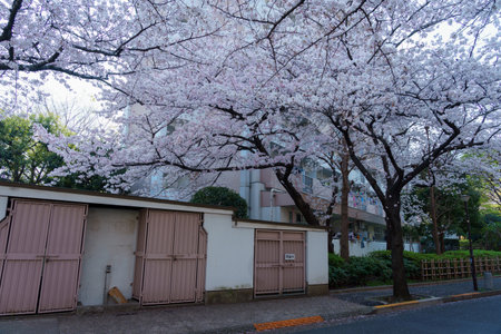Cherry blossoms in Japan, Tokyoの写真素材