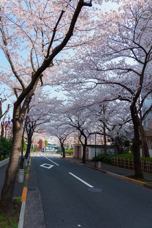 Cherry blossoms in Japan, Tokyoの写真素材