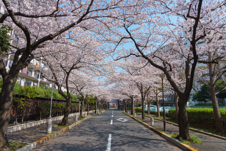 Cherry blossoms in Japan, Tokyoの写真素材