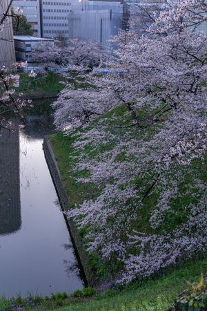 Cherry blossoms in Japan, Tokyoの写真素材