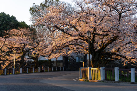 Cherry blossoms in Japan, Tokyoの写真素材