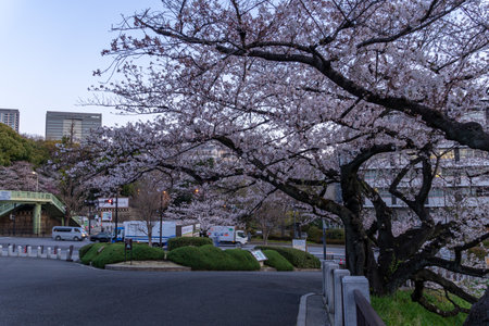 Cherry blossoms in Japan, Tokyoの写真素材