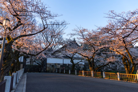 Cherry blossoms in Japan, Tokyoの写真素材
