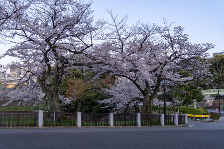 Cherry blossoms in Japan, Tokyoの写真素材