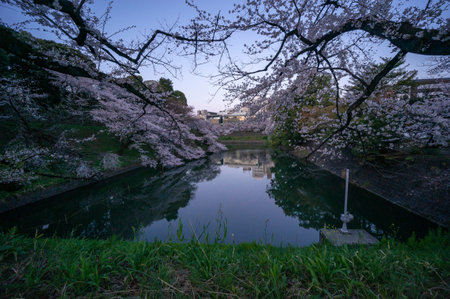 Cherry blossoms in Japan, Tokyoの写真素材