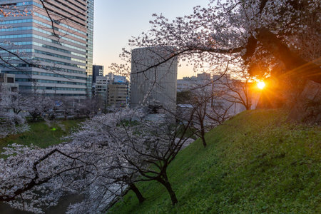 Cherry blossoms in Japan, Tokyoの写真素材