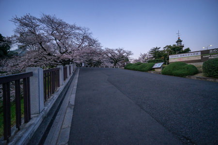 Cherry blossoms in Japan, Tokyoの写真素材