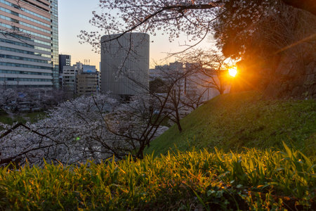 Cherry blossoms in Japan, Tokyoの写真素材
