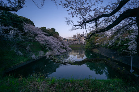 Cherry blossoms in Japan, Tokyoの写真素材