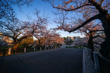 Cherry blossoms in Japan, Tokyoの写真素材