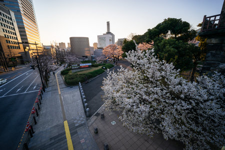 Cherry blossoms in Japan, Tokyoの写真素材