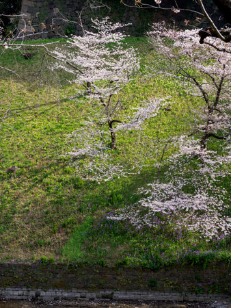 Cherry blossoms in Japan, Tokyoの写真素材
