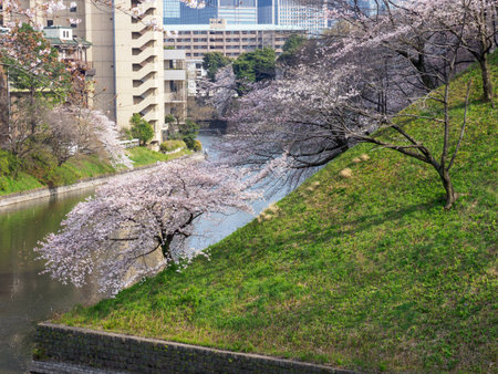 Cherry blossoms in Japan, Tokyoの写真素材