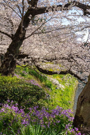 Cherry blossoms in Japan, Tokyoの写真素材