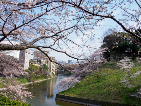 Cherry blossoms in Japan, Tokyoの写真素材