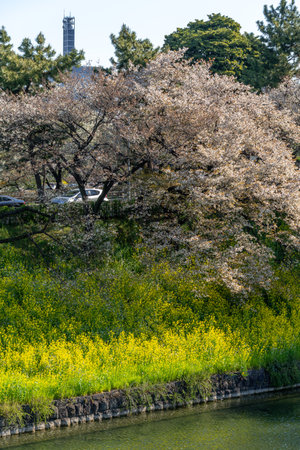 Cherry blossoms in Japan, Tokyoの写真素材