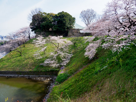 Cherry blossoms in Japan, Tokyoの写真素材