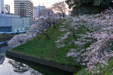 Cherry blossoms in Japan, Tokyoの写真素材