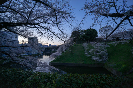 Cherry blossoms in Japan, Tokyoの写真素材