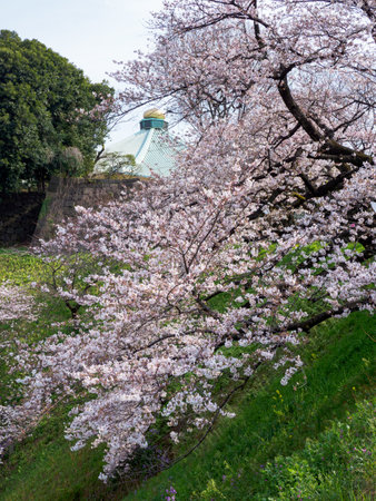 Cherry blossoms in Japan, Tokyoの写真素材