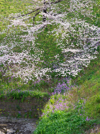 Cherry blossoms in Japan, Tokyoの写真素材