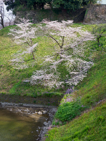 Cherry blossoms in Japan, Tokyoの写真素材