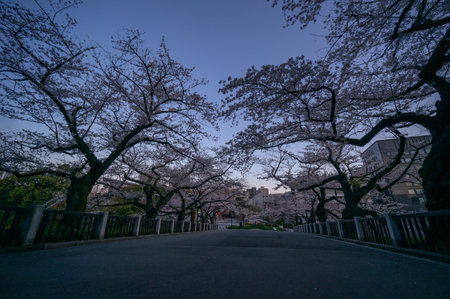 Cherry blossoms in Japan, Tokyoの写真素材