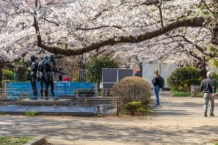 Cherry blossoms in Japan, Tokyoの写真素材