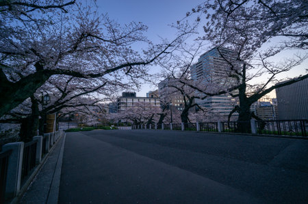 Cherry blossoms in Japan, Tokyoの写真素材