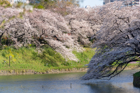 Cherry blossoms in Japan, Tokyoの写真素材