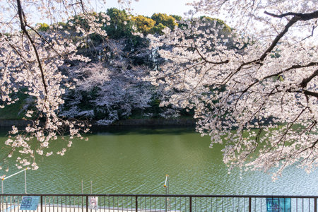 Cherry blossoms in Japan, Tokyoの写真素材
