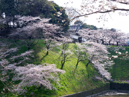 Cherry blossoms in Japan, Tokyoの写真素材