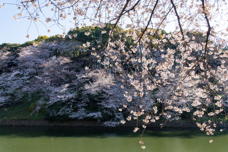 Cherry blossoms in Japan, Tokyoの写真素材