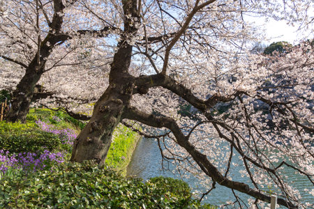 Cherry blossoms in Japan, Tokyoの写真素材