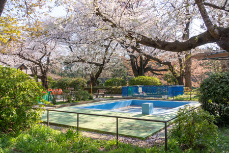 Cherry blossoms in Japan, Tokyoの写真素材