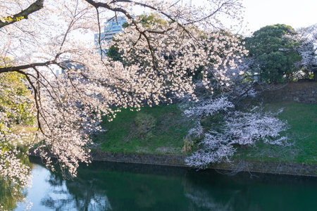 Cherry blossoms in Japan, Tokyoの写真素材