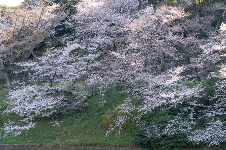 Cherry blossoms in Japan, Tokyoの写真素材